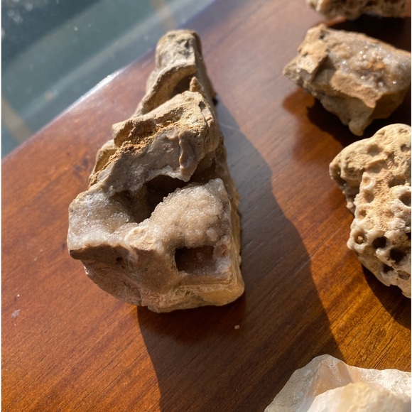 Assorted Fossils & Rocks 🪨🪸 - Picture 8 of 15